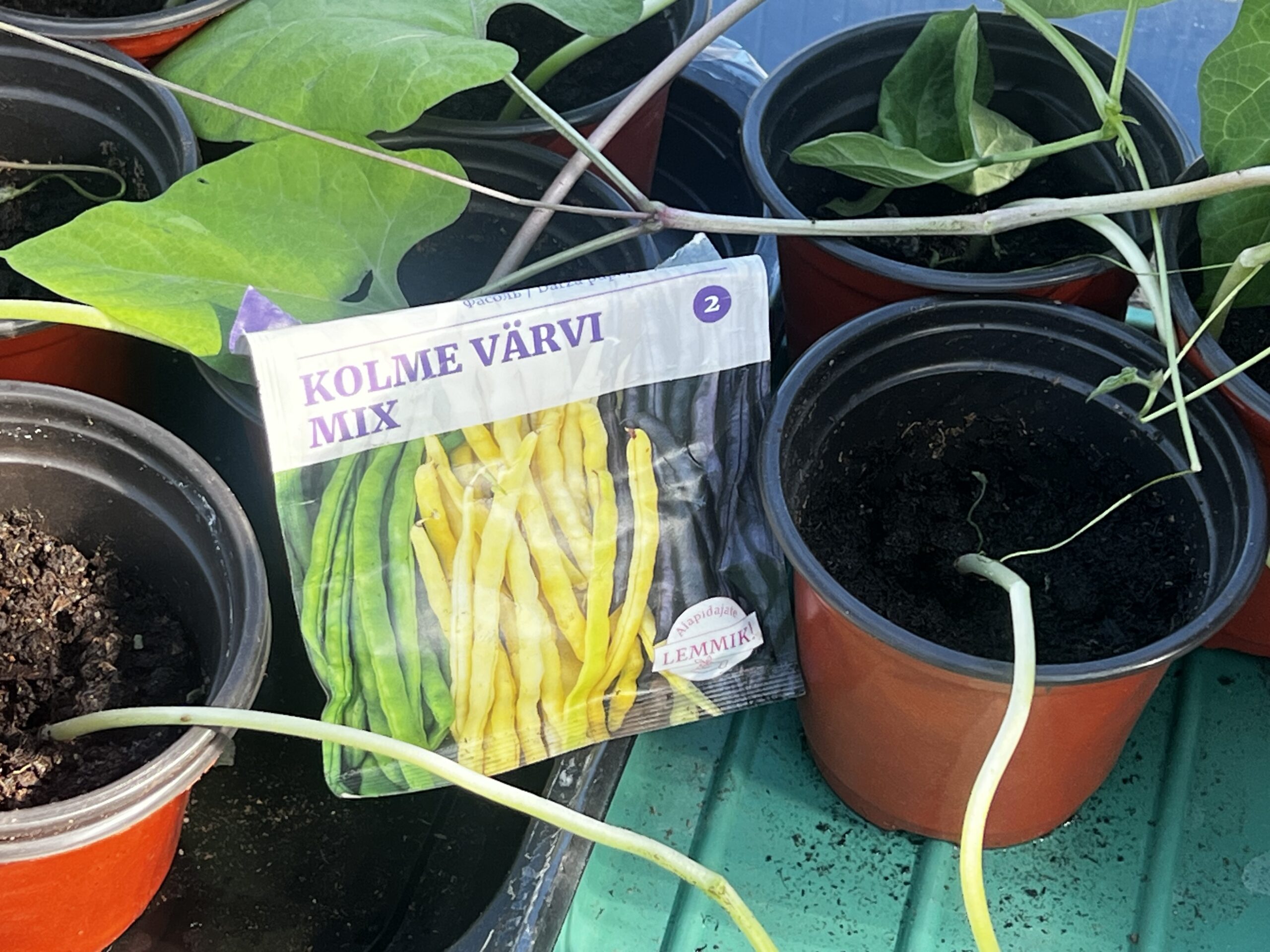Ettekasvatatud tomatitaimede uputus ja aedubade karusell
